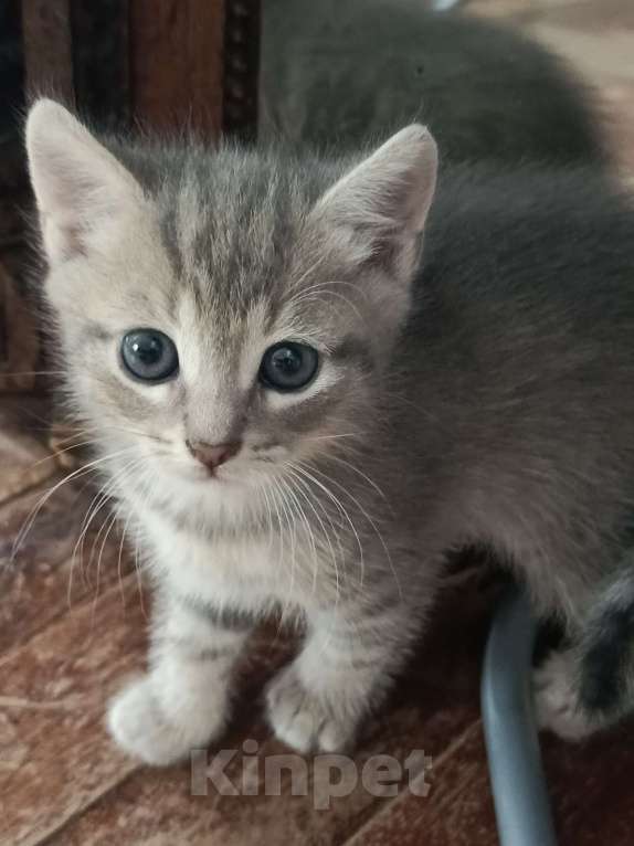 Кошки в Санкт-Петербурге: Кошечка в добрые руки Девочка, 500 руб. - фото 6