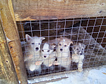 Собаки в Прокопьевске: щенок лайки Девочка, 3 000 руб. - фото 5