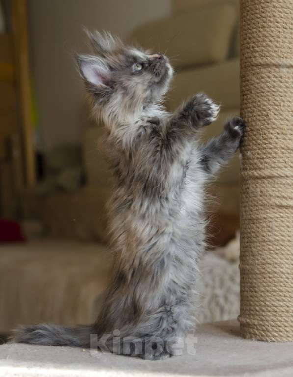 Кошки в Москве: Котята мейн-кун Девочка, 40 000 руб. - фото 3