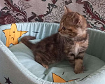 Кошки в Пскове: Шотландские котята Девочка, 15 000 руб. - фото 3