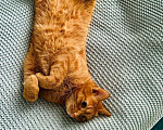 Кошки в Раменском: Рыжий Кот  Мальчик, Бесплатно - фото 1
