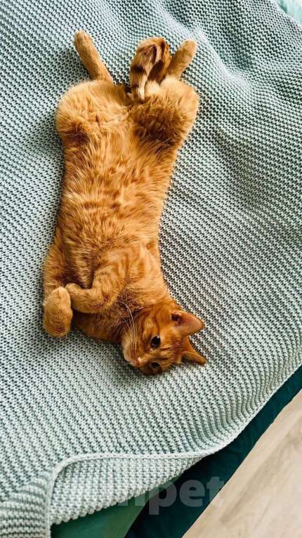 Кошки в Раменском: Рыжий Кот  Мальчик, Бесплатно - фото 1