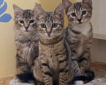 Кошки в Санкт-Петербурге: Трое пушистиков ищут дом Мальчик, 1 руб. - фото 1