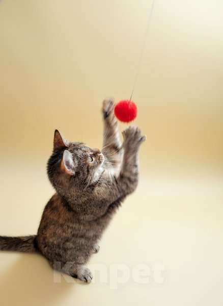 Кошки в Санкт-Петербурге: Очень ласковая молодая кошечка Девочка, Бесплатно - фото 1