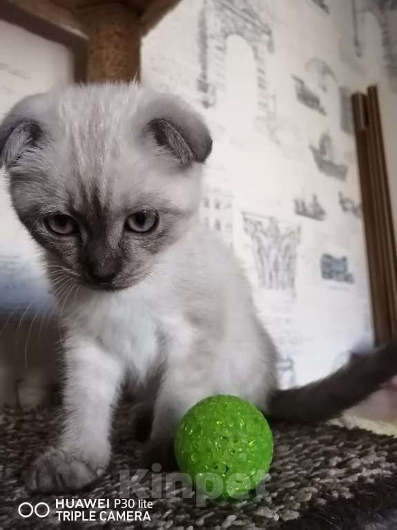 Кошки в Мурманске: манчкин подросток Мальчик, 15 000 руб. - фото 5