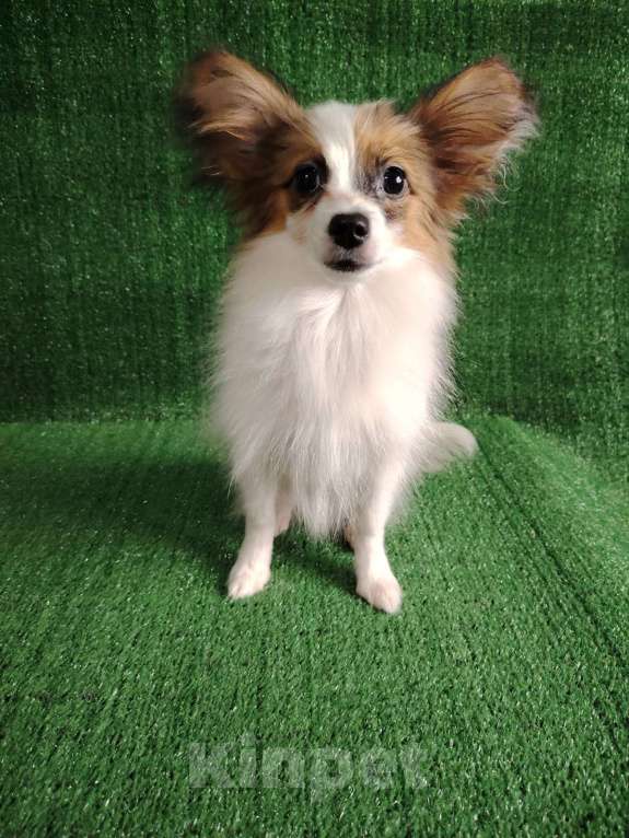 Собаки в Набережных Челнах: Папийон девочка Девочка, 25 000 руб. - фото 3