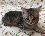 Кошки в Королеве: Отдам в добрые руки котёнка Лили  Девочка, 10 руб. - фото 3