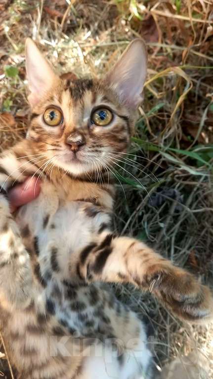 Кошки в Москве: Бенгальская девочка Девочка, 25 000 руб. - фото 5