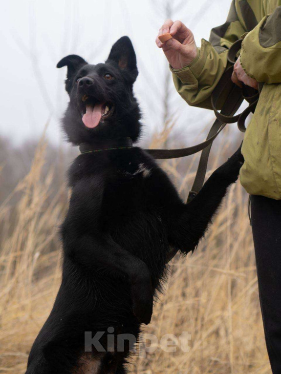 Собаки в Москве: Уголек очень хочет домой  Мальчик, Бесплатно - фото 6