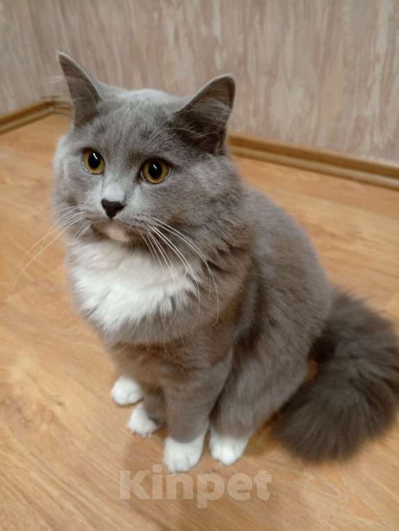 Кошки в Белоусовом: Любимец в добрые руки Мальчик, Бесплатно - фото 1