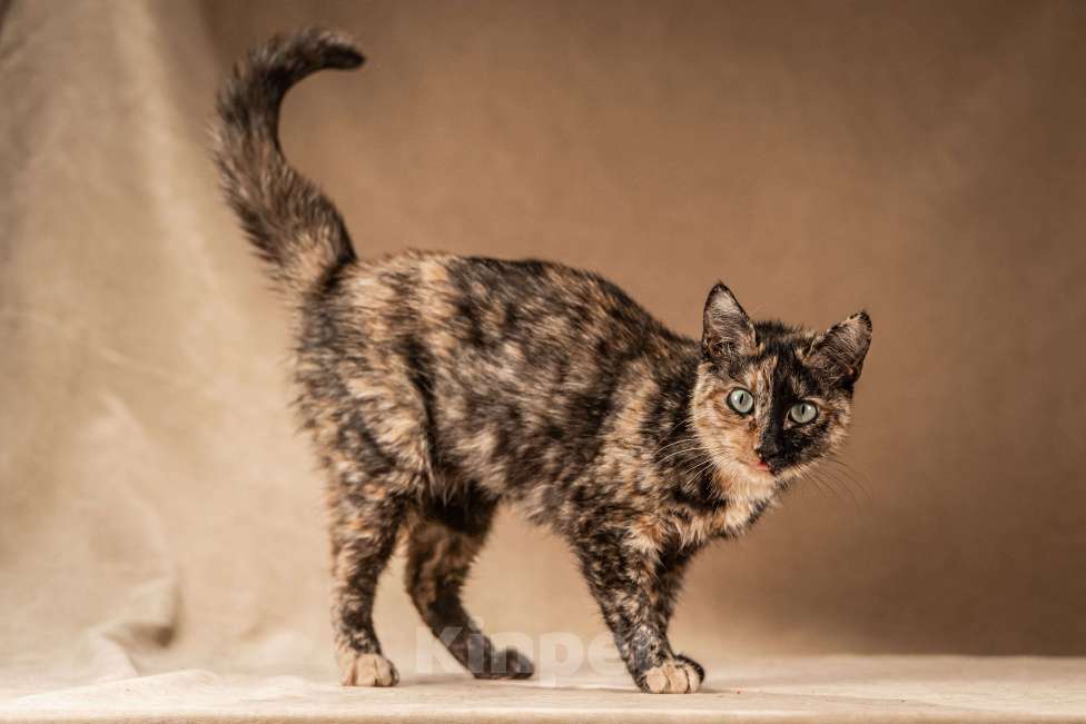 Кошки в Клине: Венеция — кошка в маске, полная контрастов Девочка, Бесплатно - фото 6