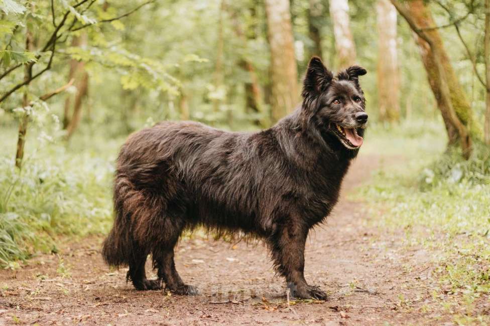 Собаки в Москве: Тихая Сакура ищет дом! Девочка, Бесплатно - фото 4