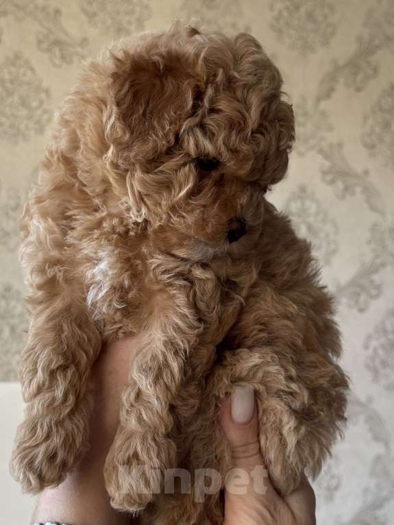 Собаки в Сочи: Мальтипу щенок Мальчик, 120 000 руб. - фото 3