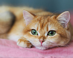 Кошки в Владивостоке: Британский котёнок. Шикарная девочка Девочка, 50 000 руб. - фото 6