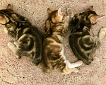 Кошки в Саранске: Кот приглашает на вязку, 2 000 руб. - фото 8