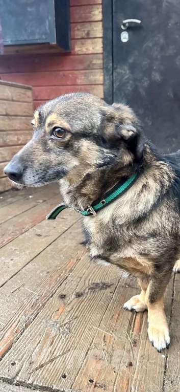 Собаки в Санкт-Петербурге: Маленький собачонок, совсем крошка на коротких лапках Мальчик, Бесплатно - фото 8