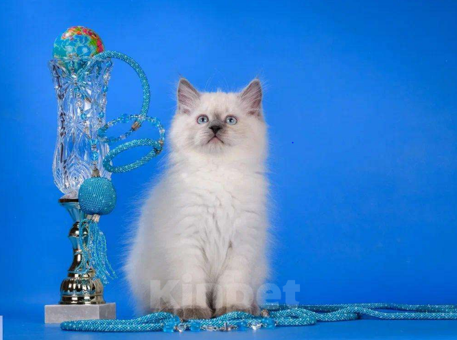 Кошки в Москве: Невский маскарадный котёнок Мальчик, Бесплатно - фото 5