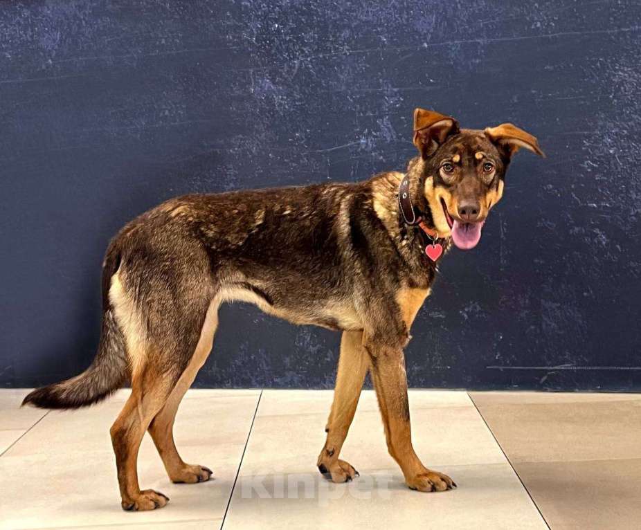 Собаки в Москве: Улыбается Девочка, Бесплатно - фото 2