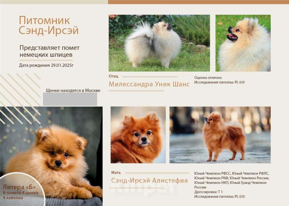 Собаки в Москве: Щенки немецкого шпица (малого) Мальчик, 50 000 руб. - фото 4