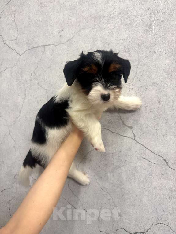 Собаки в Омске: Бивер-йоркширский терьер, щенок девочка Девочка, 60 000 руб. - фото 7