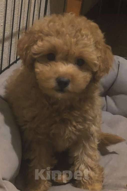 Собаки в Москве: Продажа великолепной собаки Девочка, 55 000 руб. - фото 1