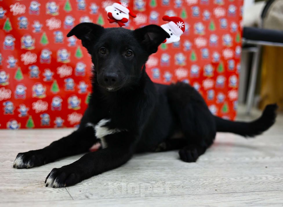 Собаки в Москве: Щенки бесплатно в Москве Мальчик, Бесплатно - фото 4