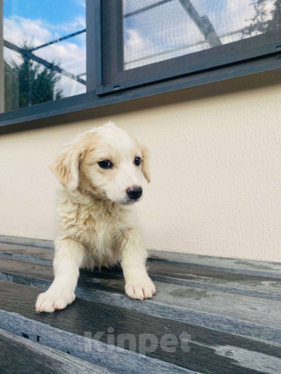 Собаки в Сочи: Две сестрёнки-непоседы ищут дом!  Девочка, Бесплатно - фото 4