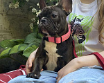 Собаки в Тамбове: Щенки французского бульдога Девочка, 25 000 руб. - фото 2