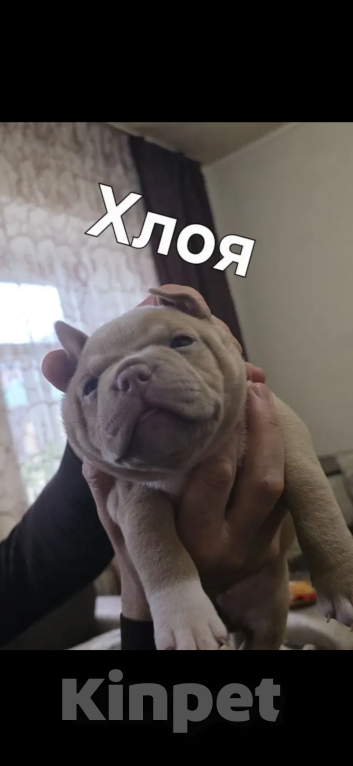 Собаки в Ставрополе: Щенки Американского Булли Мальчик, 80 000 руб. - фото 2