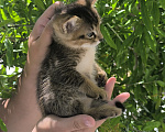 Кошки в Геленджике: Котята Чаузи Мальчик, 30 000 руб. - фото 3
