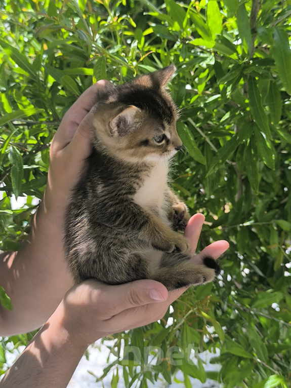 Кошки в Геленджике: Котята Чаузи Мальчик, 30 000 руб. - фото 3
