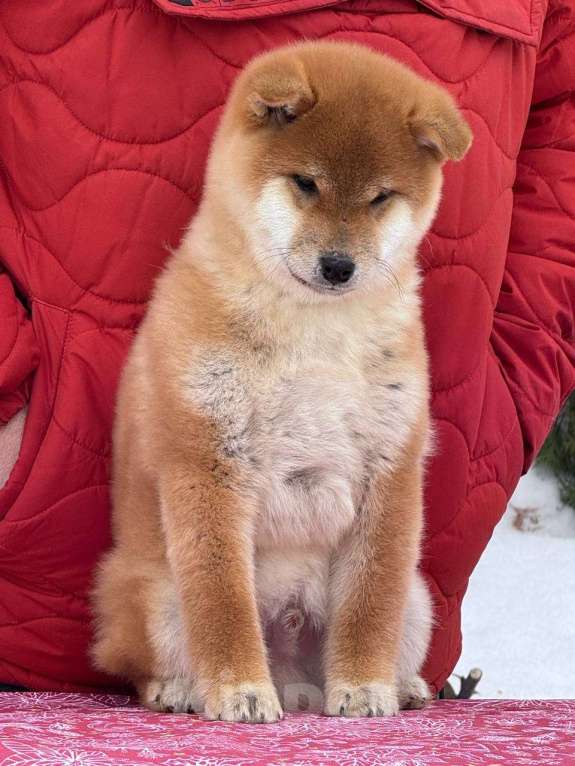 Собаки в Москве: Сиба-ину мальчик Мальчик, 50 000 руб. - фото 2