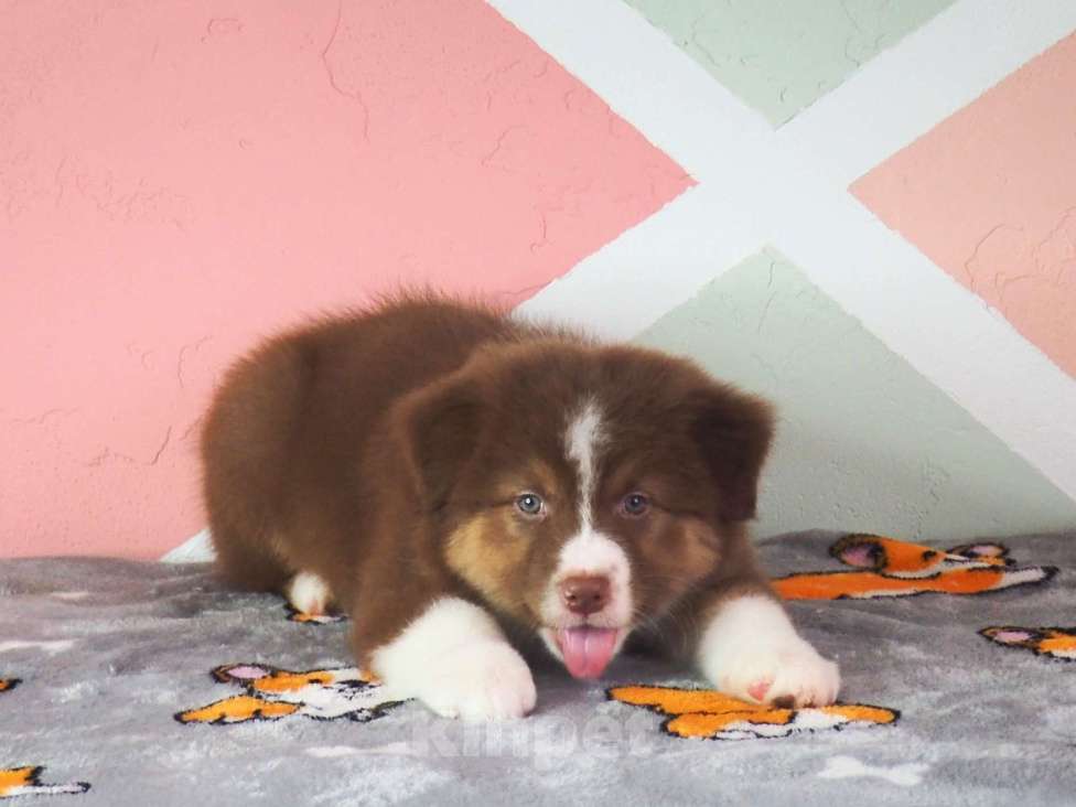 Собаки в Липецке: Австралийская овчарка Девочка, 90 000 руб. - фото 4