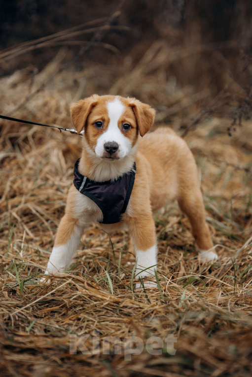 Собаки в Москве: Щенок в добрые руки Мальчик, Бесплатно - фото 1