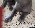 Кошки в Москве: Котёнок в добрые руки Мальчик, Бесплатно - фото 2