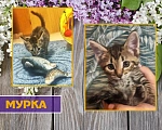Кошки в Санкт-Петербурге: Добрая кошка Мурка Девочка, 1 руб. - фото 3
