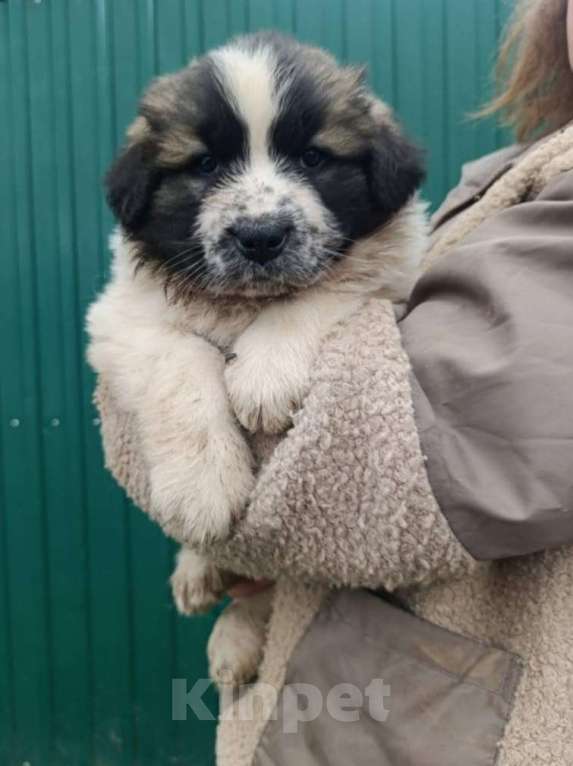 Собаки в Ижевске: Щенки породы Московская сторожевая Мальчик, 45 000 руб. - фото 5