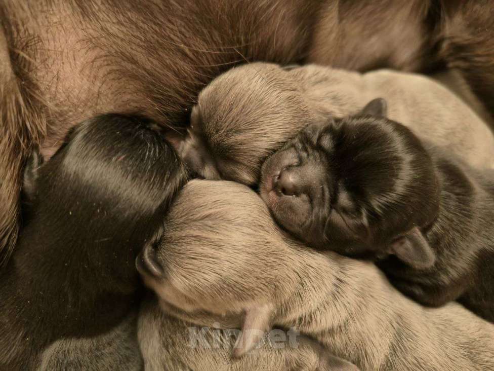 Собаки в Москве: 🐕 Предлагается вязка: шикарный длинношерстный кобель чихуахуа, ровный голубой окрас Мальчик, 10 000 руб. - фото 6