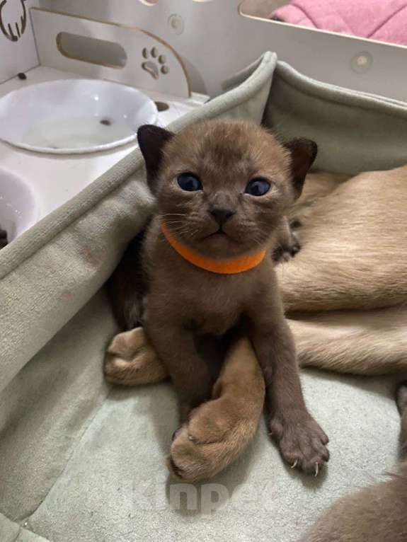 Кошки в Москве: Чистокровные котята европейской бурмы Мальчик, Бесплатно - фото 4