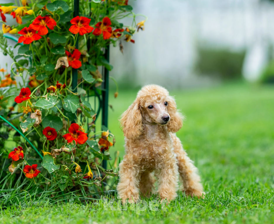 Собаки в Раменском: девочка супер мини Девочка, Бесплатно - фото 1