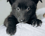 Собаки в Москве: Щенки бесплатно в Москве Мальчик, Бесплатно - фото 9