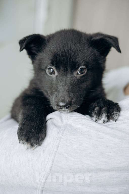 Собаки в Москве: Щенки бесплатно в Москве Мальчик, Бесплатно - фото 9