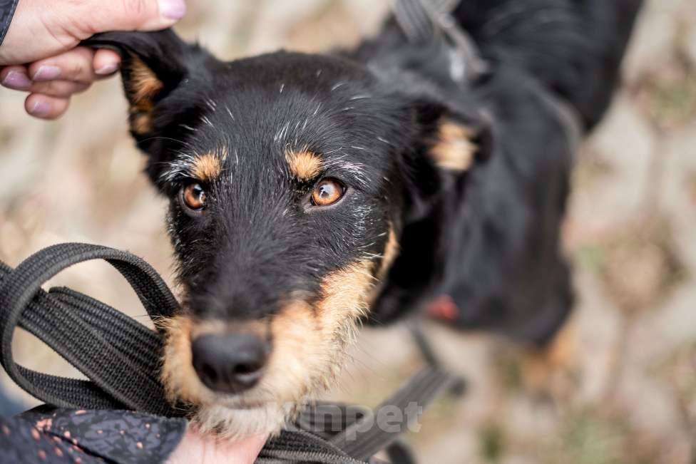 Собаки в Москве: Ласковый бородатик Жужа Девочка, Бесплатно - фото 2
