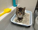 Кошки в Санкт-Петербурге: Котёнок Девочка, 300 руб. - фото 1