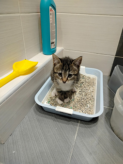Котёнок