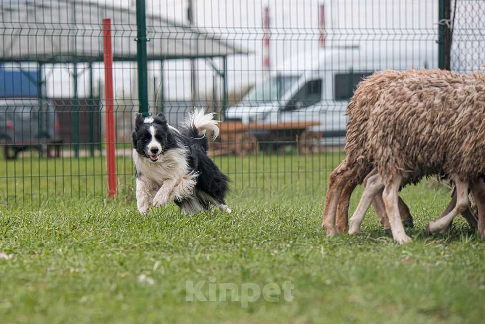 Собаки в Калуге: Вязка  Мальчик, 50 000 руб. - фото 3