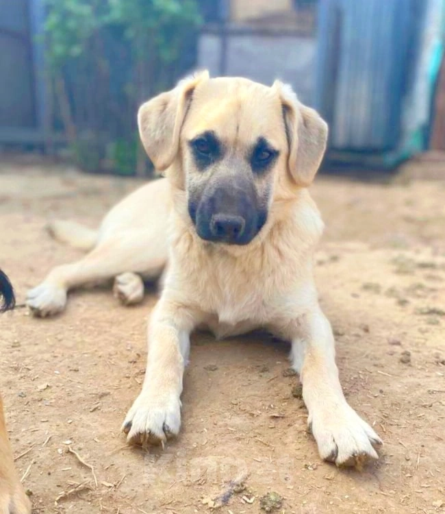 Собаки в других городах Московской области: Представляем вам очаровательного, обаятельного и просто, обалденного пацанчика Митяя! Мальчик, Бесплатно - фото 2