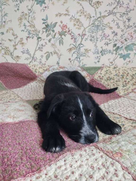 Собаки в Москве: Ищут дом чудесные щенки Арчи, Оскар и Тея. Мальчик, Бесплатно - фото 8