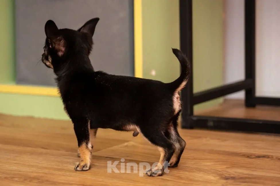 Собаки в Богдане: Щенки чихуахуа Мальчик, 25 000 руб. - фото 5