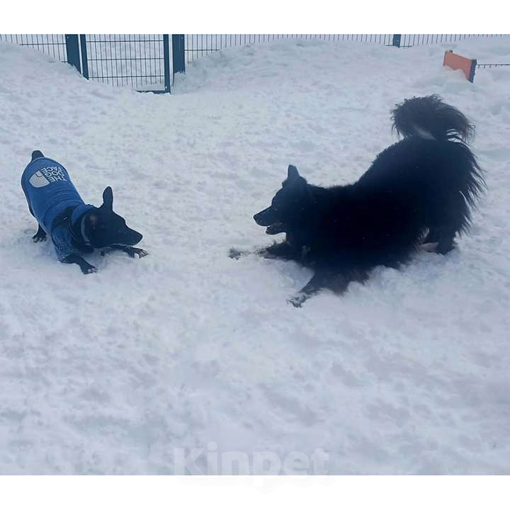 Собаки в Москве: Нежный брутал ГРОМ ищет семью Мальчик, 10 руб. - фото 4